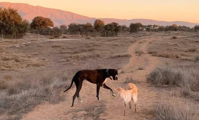  RAK Glamping - picture  : Pets,Other animals,Animals,Pets,Sunrise,Sunset 