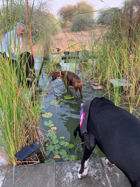  RAK Glamping - picture  : People,Natural landscape,Other animals,Summer,Pets,Property 