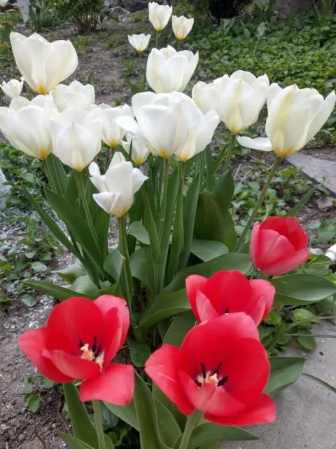  Popock City Center - picture  : Garden 