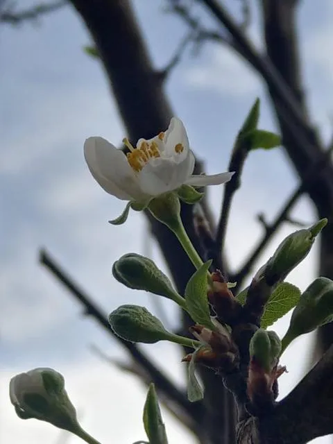  Popock City Center - picture  : Other animals 