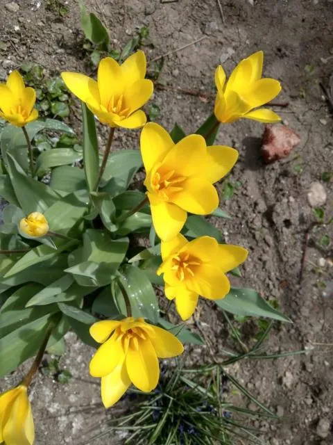  Popock City Center - picture  : Summer 