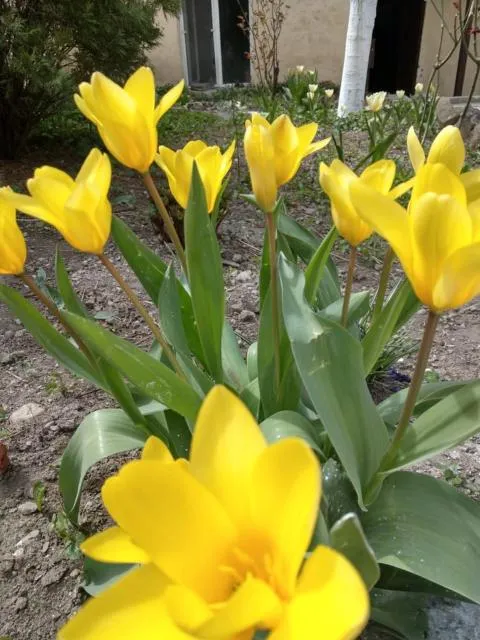  Popock City Center - picture  : Garden 