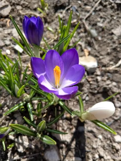  Popock City Center - picture  : Other animals 