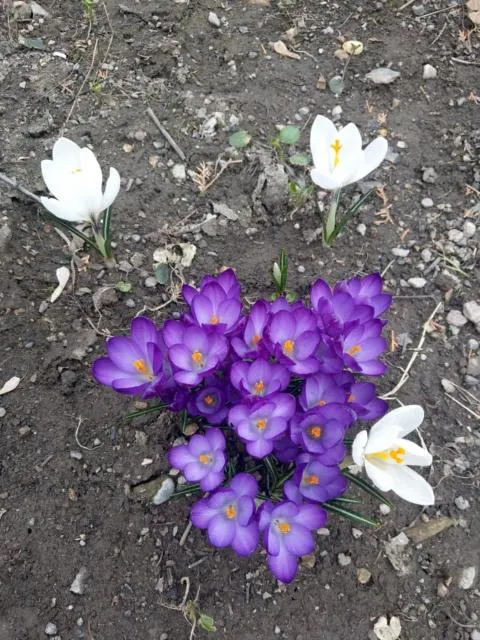  Popock City Center - picture  : Other animals 