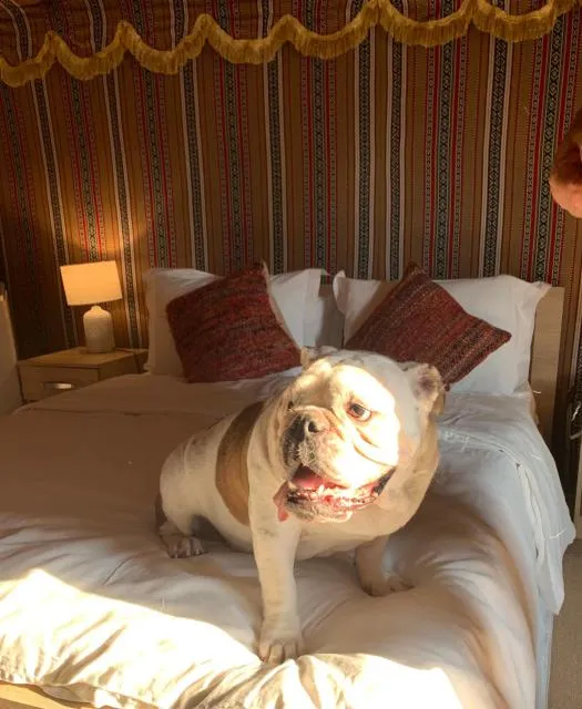  RAK Glamping - picture  : Bed,Pets,Bedroom,Pets,Property,Room 