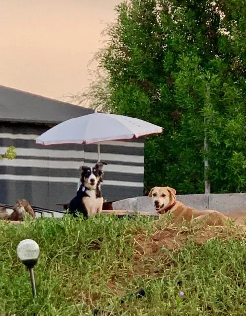  RAK Glamping - picture  : Natural landscape,Pets,Other animals,View (from property/room),Pets,Property 