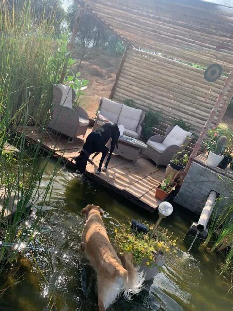  RAK Glamping - picture  : Natural landscape,Garden,Seating area,Pets,Property 