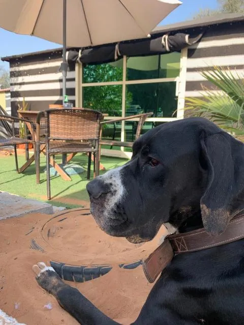  RAK Glamping - picture  : Patio,Pets,View (from property/room),Pets,Property 