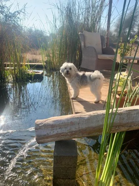  RAK Glamping - picture  : Pets,Garden,Pets,Property 