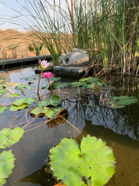  RAK Glamping - picture  : Garden,Property 