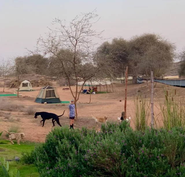  RAK Glamping - picture  : Natural landscape,Garden,Pets,children,Property 