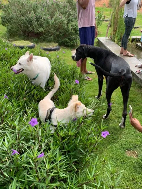  RAK Glamping - picture  : Pets,Other animals,Garden,Animals,Pets,Property 