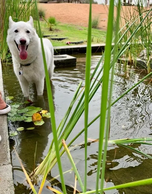  RAK Glamping - picture  : Pets,Other animals,Garden,Animals,Pets,Property 