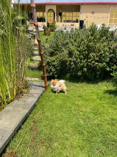  RAK Glamping - picture  : Pets,Other animals,Garden,Animals,Pets,Property 