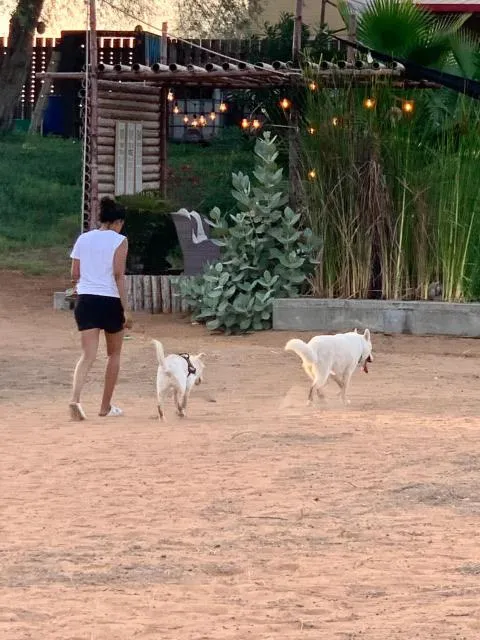  RAK Glamping - picture  : Other animals,Animals,Pets,Garden view,children,Property 