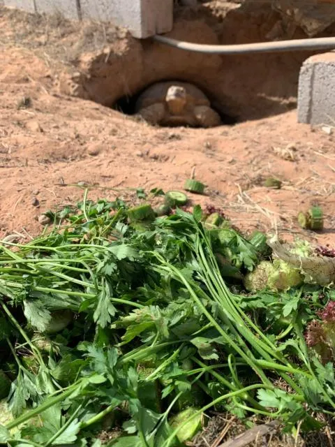  RAK Glamping - picture  : Animals,children,Property 