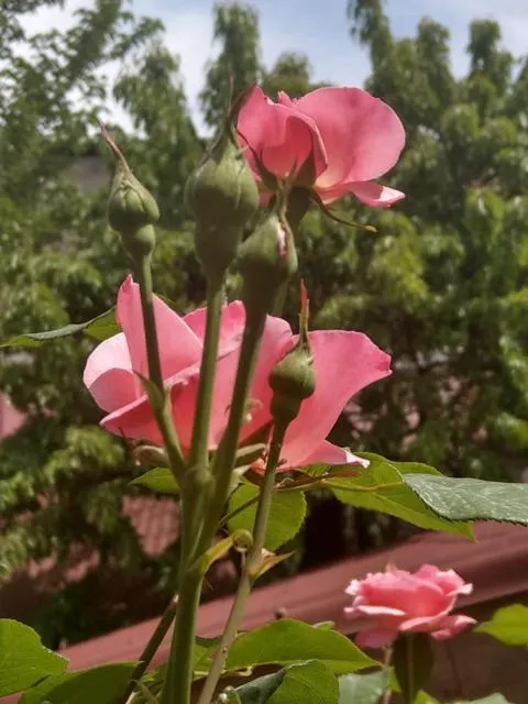  Popock City Center - picture  : Garden 