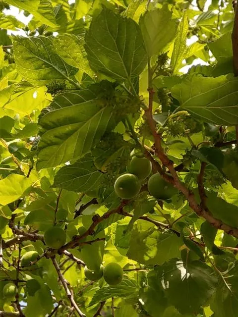  Popock City Center - picture  : Garden 