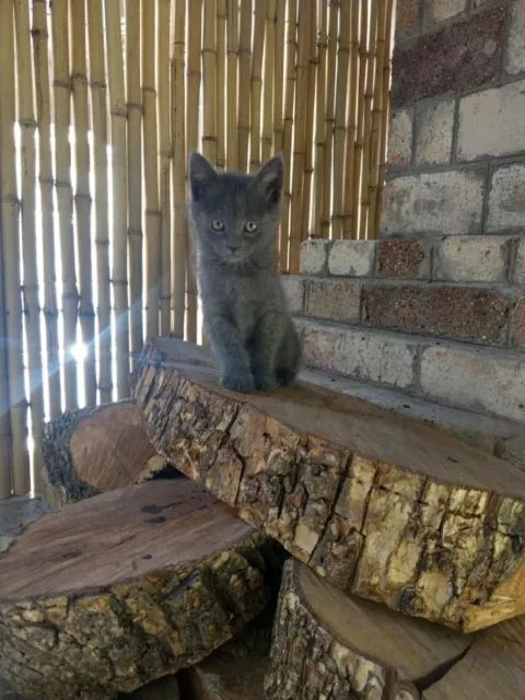  Popock City Center - picture  : Pets 