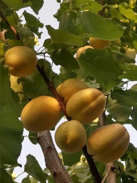  Popock City Center - picture  : Food 