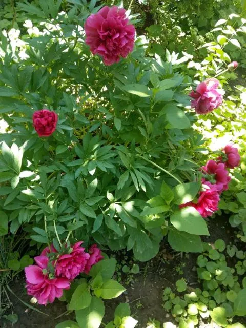  Popock City Center - picture  : Garden 