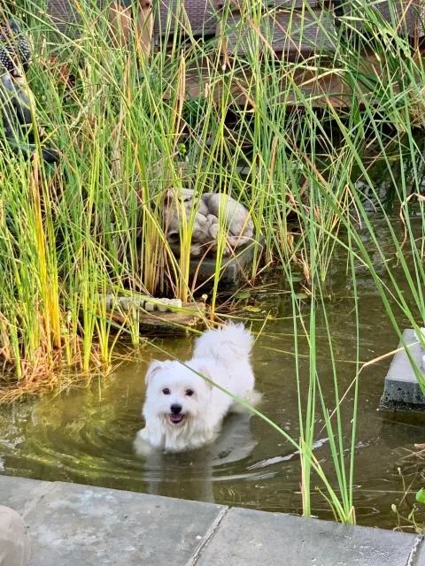  RAK Glamping - picture  : Pets,Other animals,Garden,Animals,Pets,Garden view,Property 