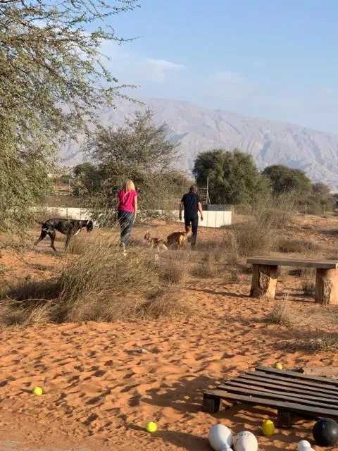  RAK Glamping - picture  : People,Activities,Pets,Mountain view,Property 