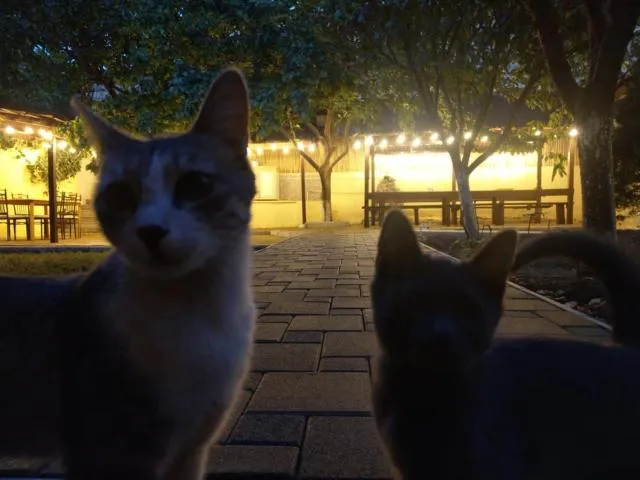  Popock City Center - picture  : Pets,Other animals 