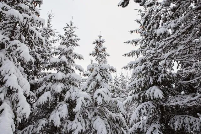  Planinska kuća Munika - picture  : Shower,Property building 