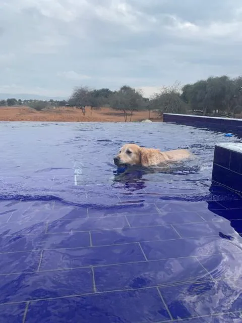  RAK Glamping - picture  : Other animals,View (from property/room),Animals,Pets,Mountain view,Swimming pool,Property 