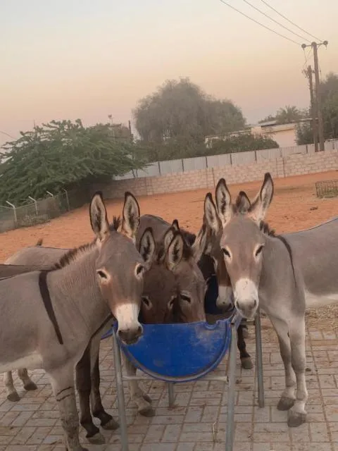  RAK Glamping - picture  : Other animals,Animals,Pets 