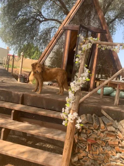  RAK Glamping - picture  : Other animals,Animals,Pets 