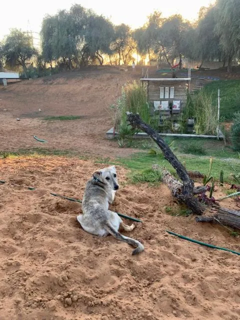  RAK Glamping - picture  : Pets,Animals,Pets 