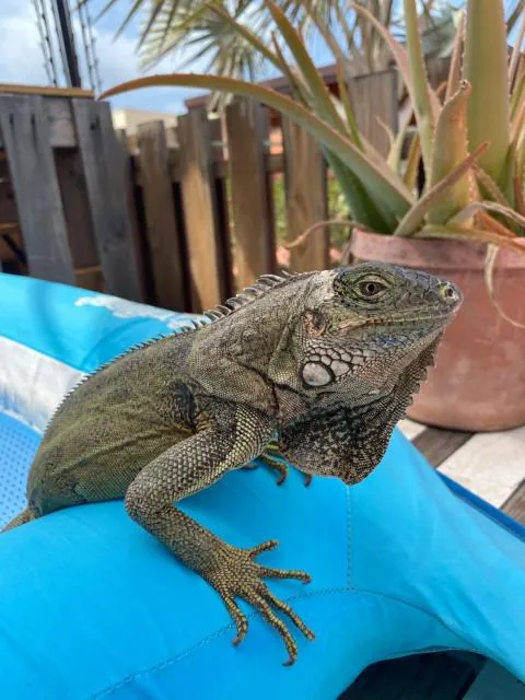  Pearl Aruba - picture  : Other animals,Pets 