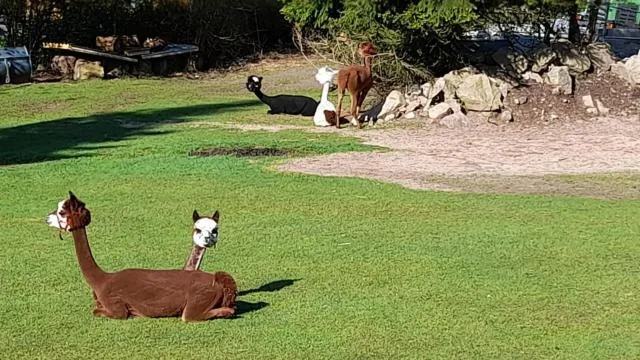  Bergpanorama Ruhla - photo  : Autres animaux 