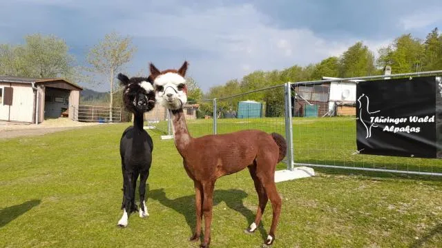  Bergpanorama Ruhla - photo  : Autres animaux 