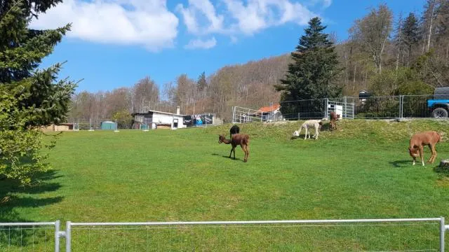  Bergpanorama Ruhla - photo  : Autres animaux 