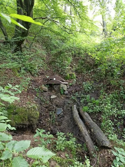  AMOJ B&B and Guest house - picture  : Natural landscape,Other animals 