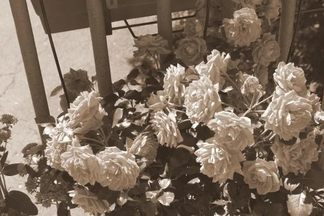  Apartaments Turístics Vilaró - picture  : Area and facilities,Property 