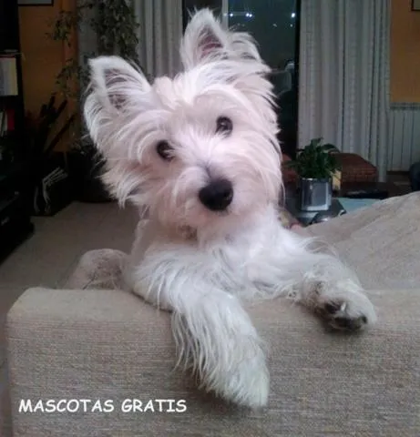  Apartamentos Sant Roma - picture  : Pets,Pets 