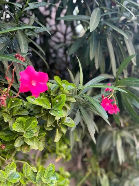  Apartaments Turístics Conseller - picture  : Garden,Garden,Decorative detail,Property 