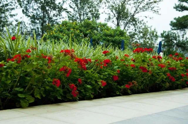  Gorillas Golf Hotel - photo  : Piscine,Propriété 