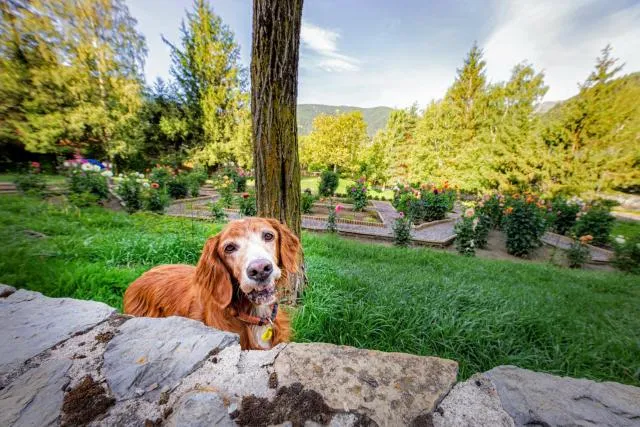  Apartaments Giberga - picture  : Pets,Pets 