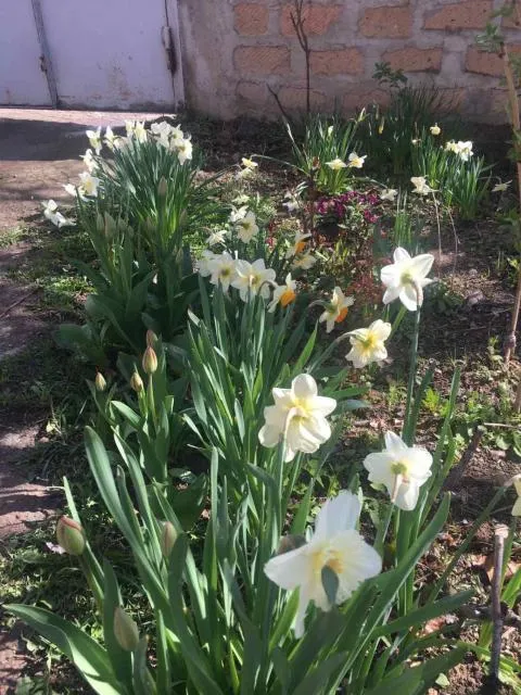  Норик - picture  : Garden 