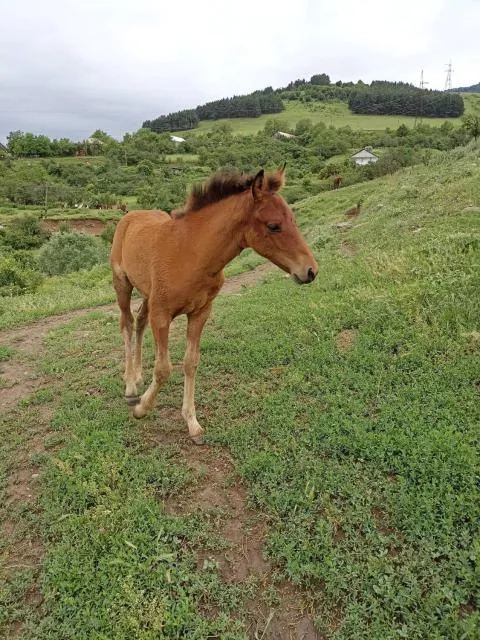  AMOJ B&B and Guest house - picture  : Other animals 