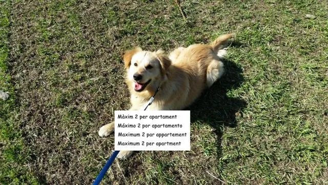  Apartaments Turístics Vilaró - picture  : Pets 