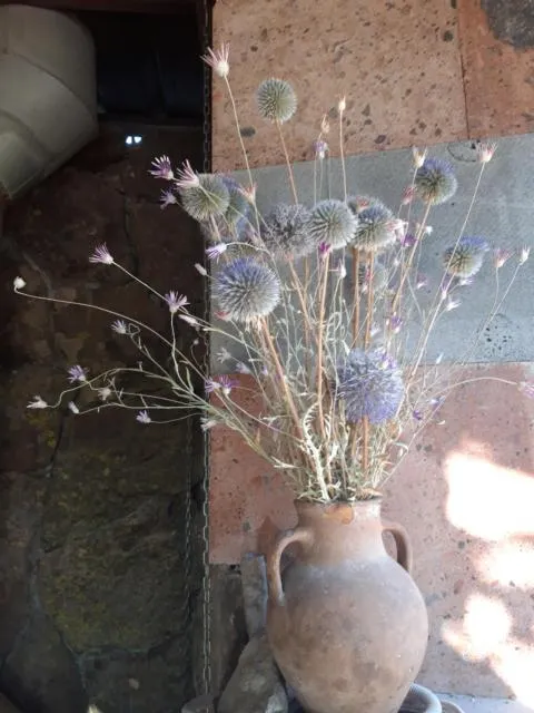  Old Byurakan Gouest House - picture  : Other animals 