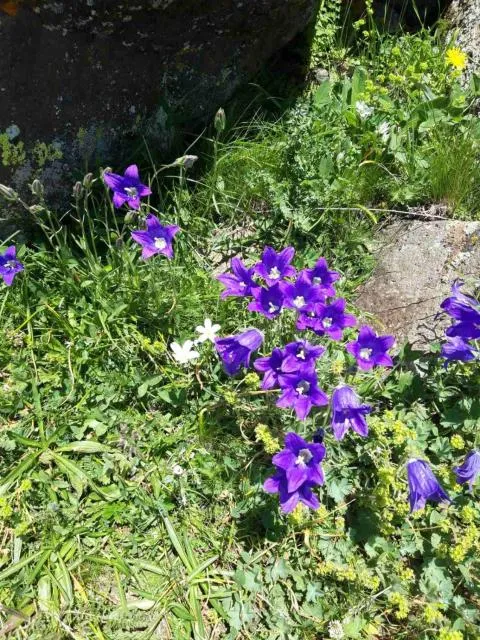  Old Byurakan Gouest House - picture  : Other animals 