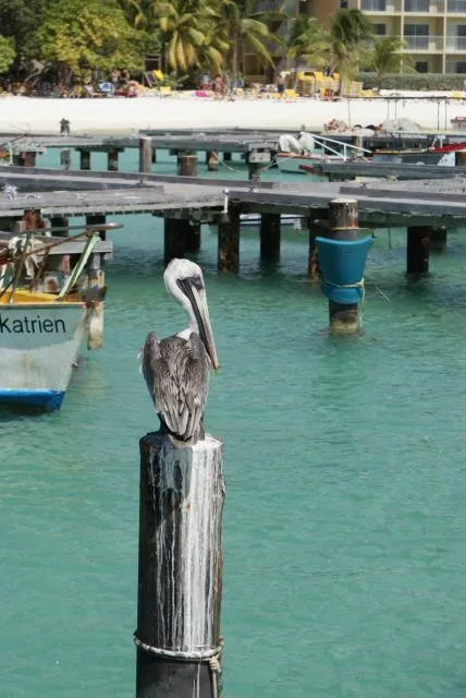  Cariñas Studio Apartments - picture  : Animals 