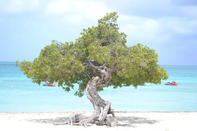  Cariñas Studio Apartments - picture  : Beach,Beach,Property 